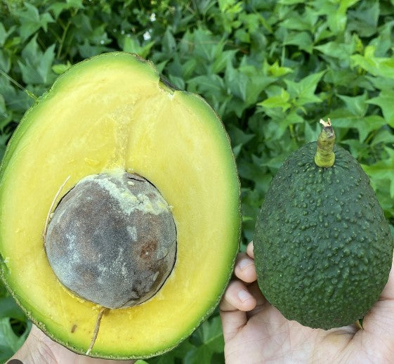 Avocado-Marcus Pumpkin Tree by Zills Type B