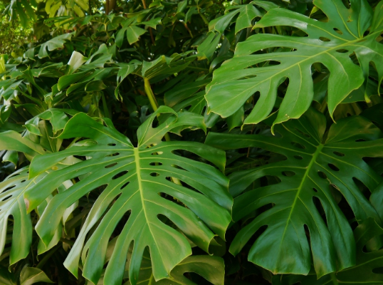 philodendron cheese plant Philodendron-Monstera — Jolly Green Nursery