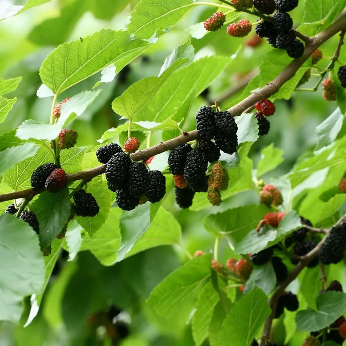 Mulberry Dwarf Black