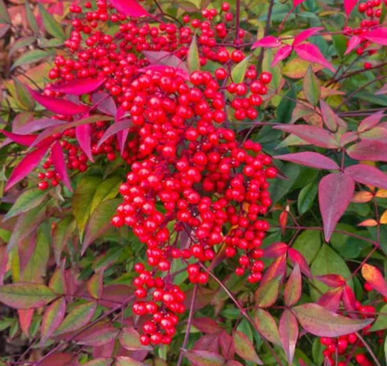 Nandina Heavenly Bamboo