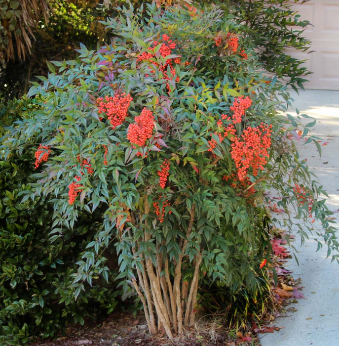 Nandina Heavenly Bamboo