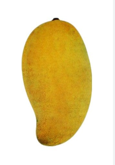 Mango-Okrung Tree — Jolly Green Nursery