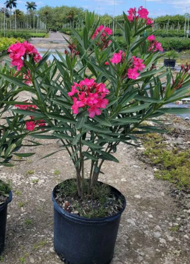 Oleander