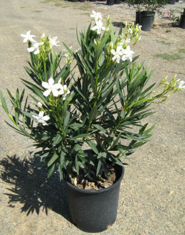 Oleander