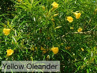 Oleander