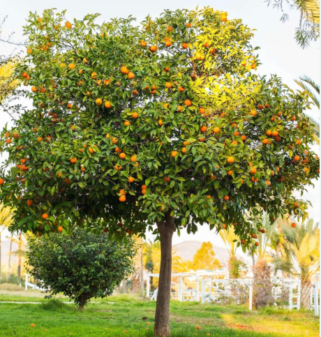 Orange - Navel Tree