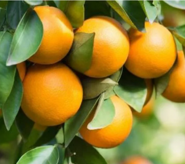 Orange - Pineapple Tree