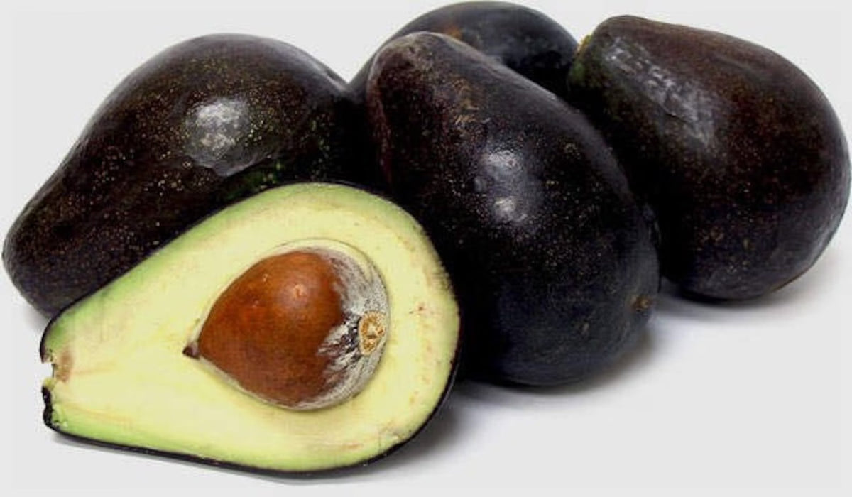 Avocado-Oro Negro Type B