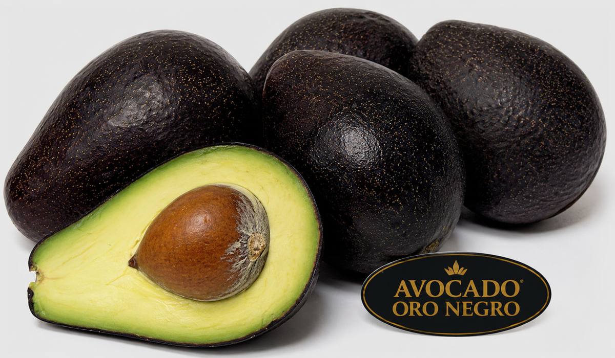 Avocado-Oro Negro Tree Type B