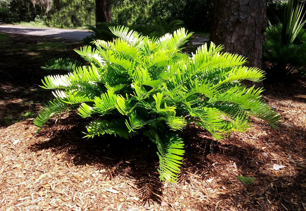 Coontie Palm