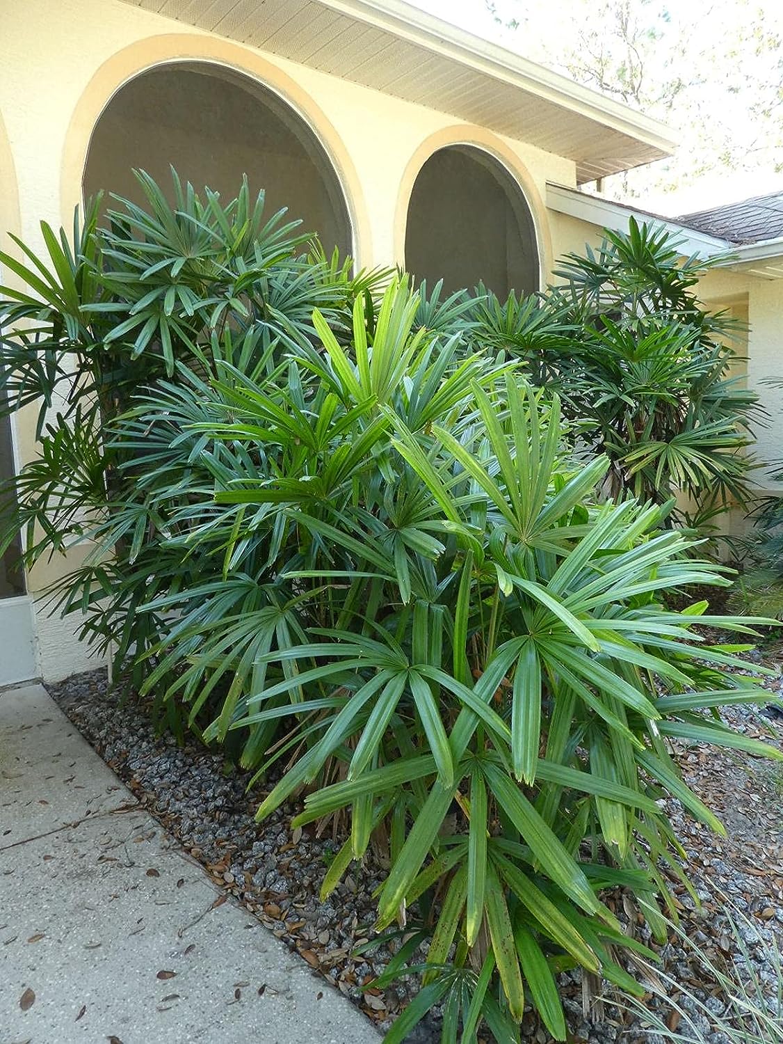 Lady Palm — Jolly Green Nursery