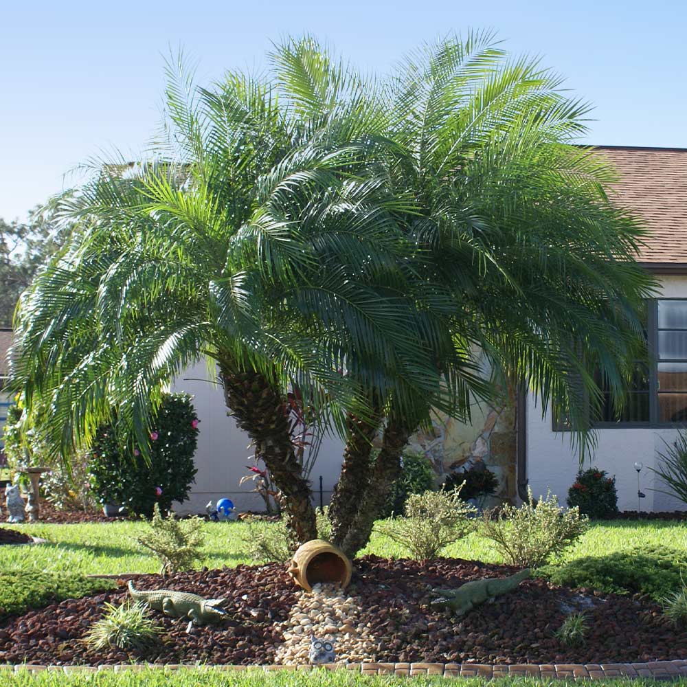 robellini palm plant Roebellini Palm