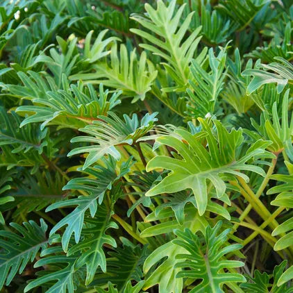 philodendron xanadu fertilizer Philodendron-Xanadu