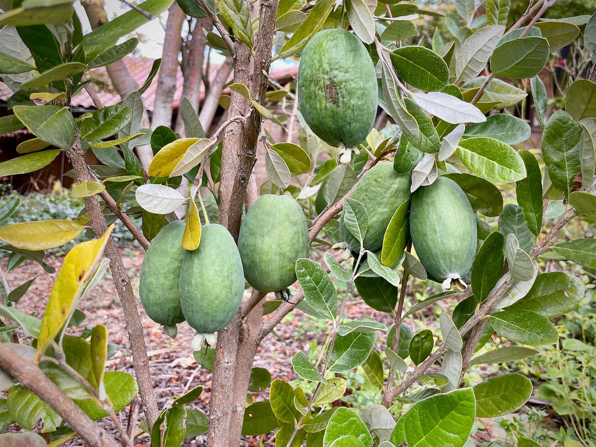 where to buy pineapple guava plant Pineapple Guava — Jolly Green Nursery
