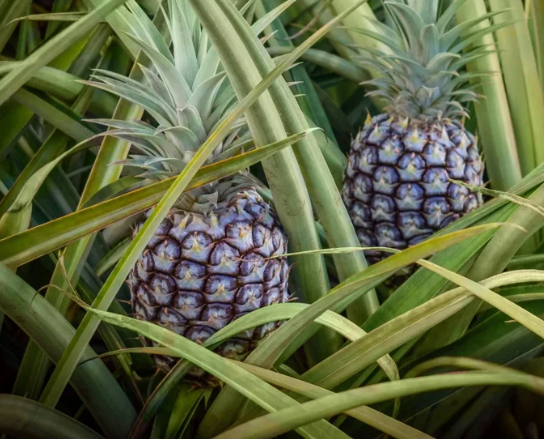 Pineapple White Jade