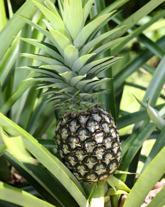 Pineapple White Jade