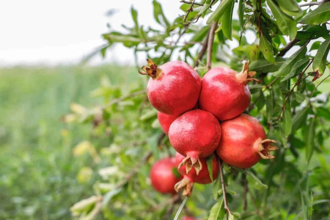 Pomegranate