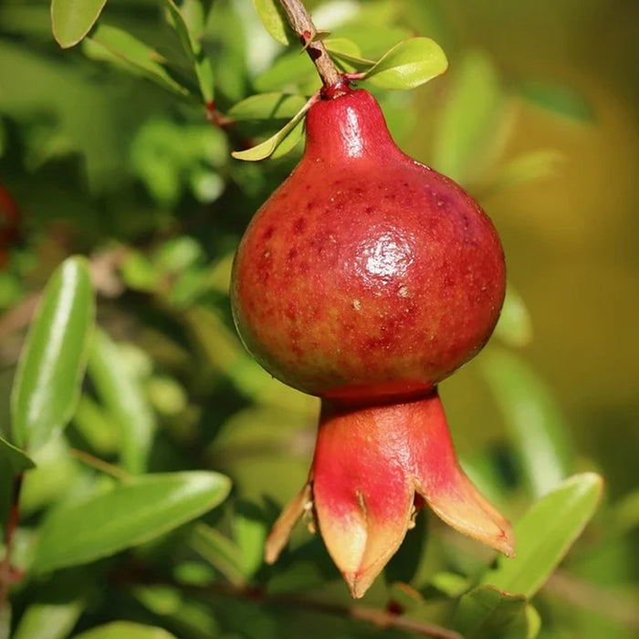 Pomegranate Dwarf