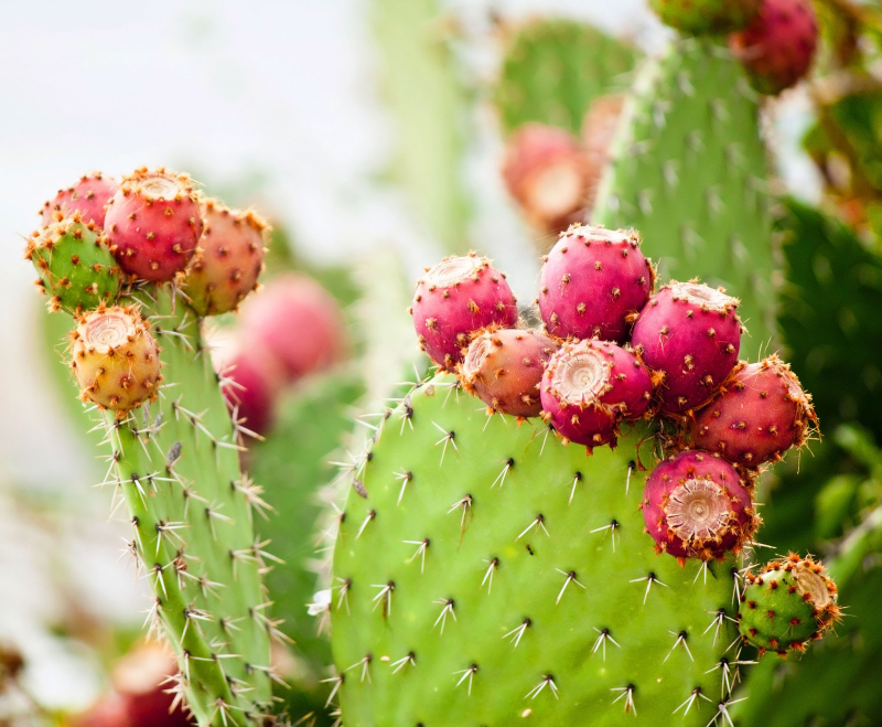 Prickly Pear Cactus