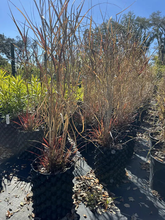 Red Fountain Grass