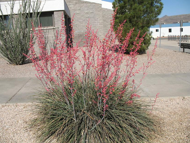 can red yucca grow in shade Red False Yucca Red Yucca — Jolly Green Nursery