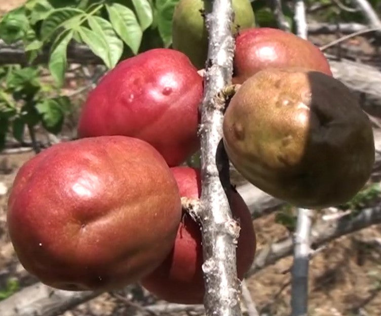 Red Hog Plum