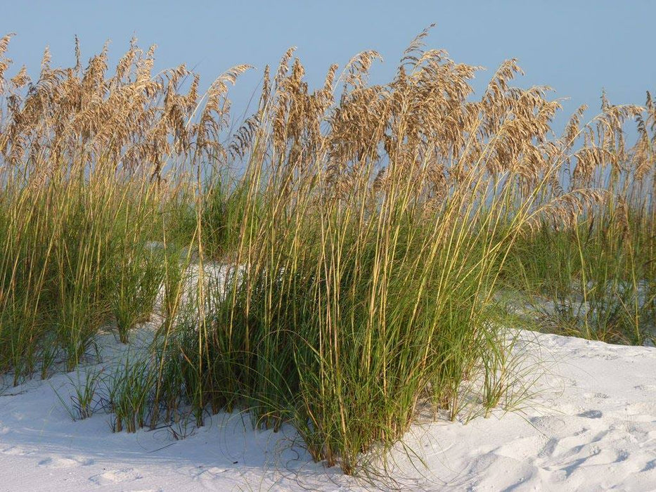 Sea Oats