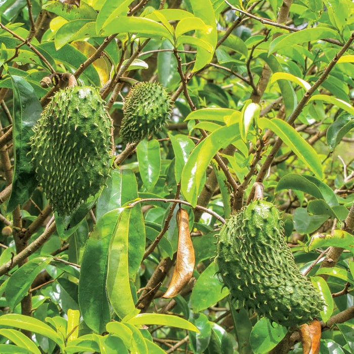 Soursop (Guanabana)