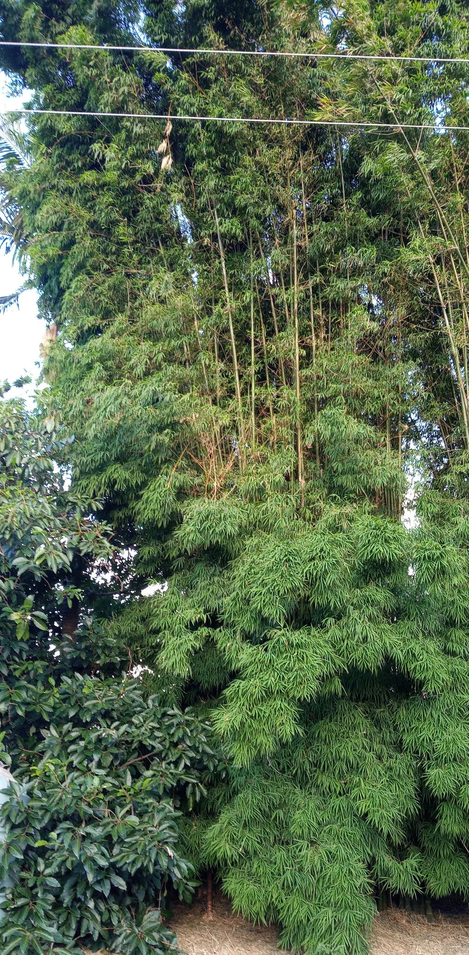 Thai Silk Bamboo — Jolly Green Nursery