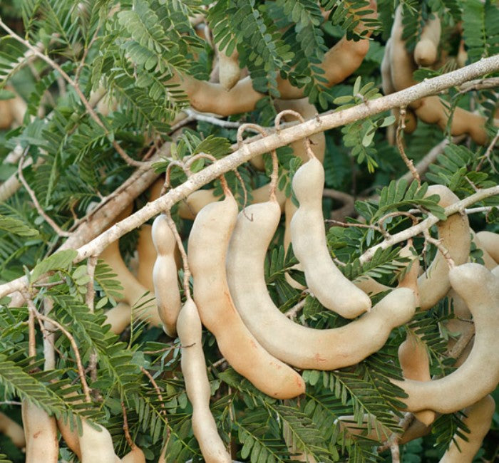 Tamarind-Sweet Tree — Jolly Green Nursery