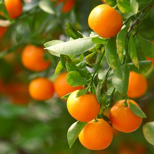 Tangerine Mandarin Clementine Tree
