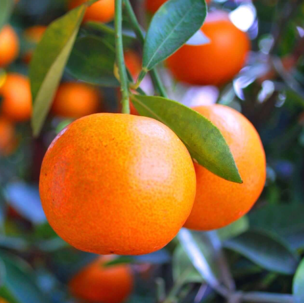 Tangerine - Dancy Tree