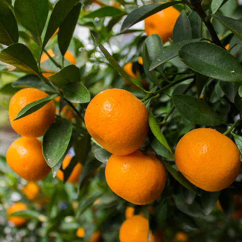 Tangerine Honey Murcott Tree