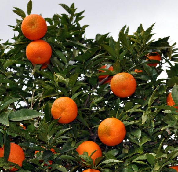 Tangerine Sunburst Tree