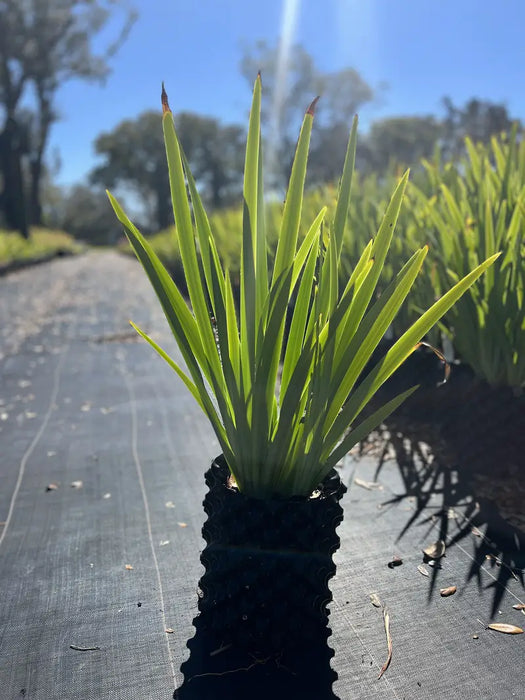 Apostle 'Blue Walking' Iris