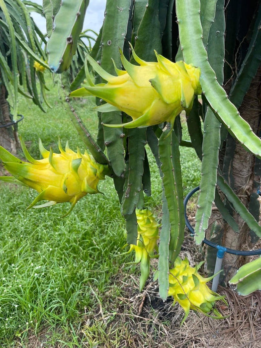 Yellow Dragon Fruit