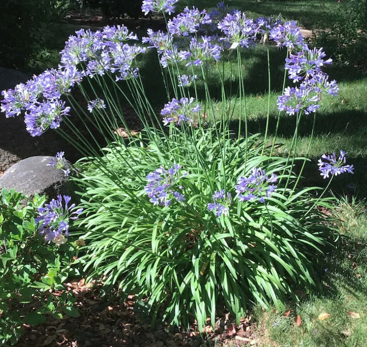 Agapanthus African Blue