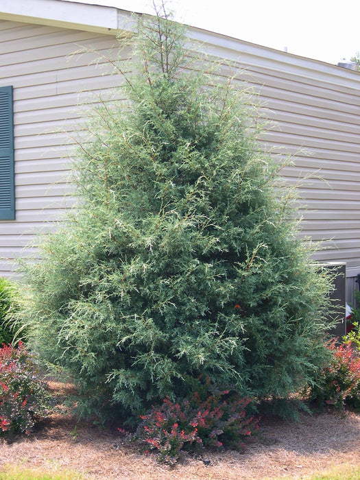 Arizona Cypress