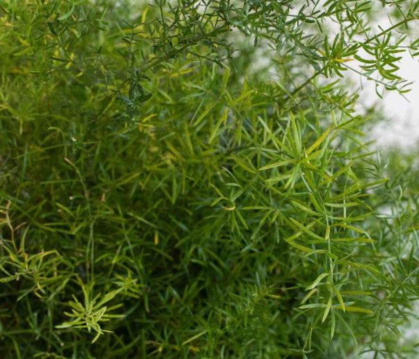 Asparagus Fern