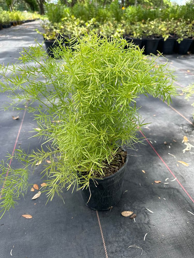 asparagus potted plant Asparagus Fern — Jolly Green Nursery