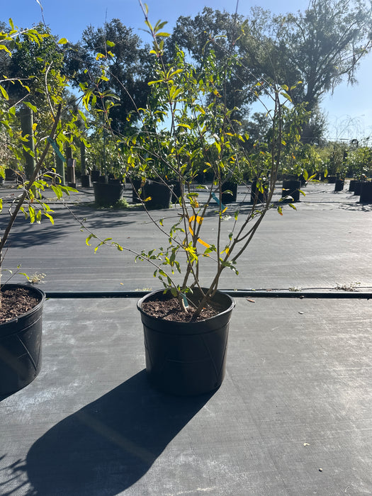 Pomegranate-Salavatski Tree
