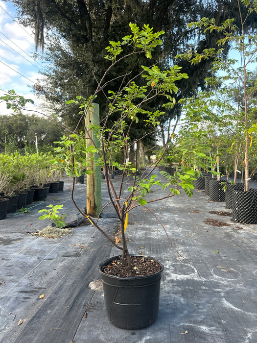 Cassia Tree Yellow