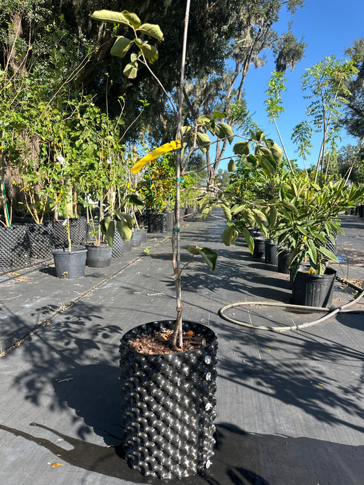 Persimmon-Fuyu Tree