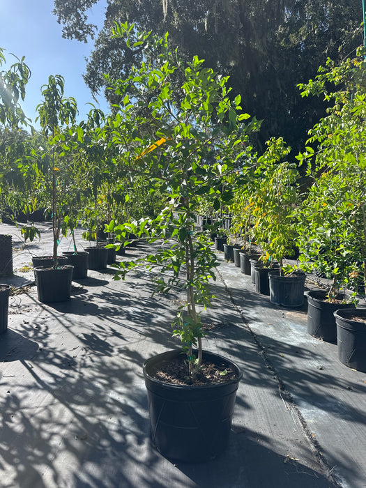 Cherry-Barbados Tree