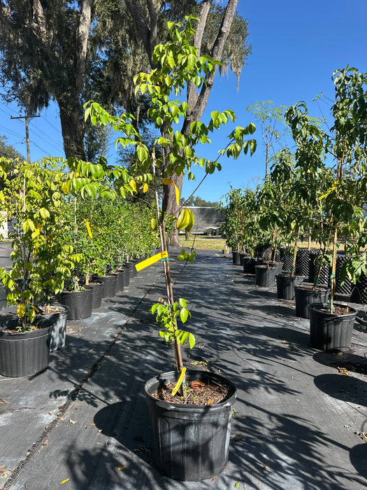 Carambola Fwang Tung Tree