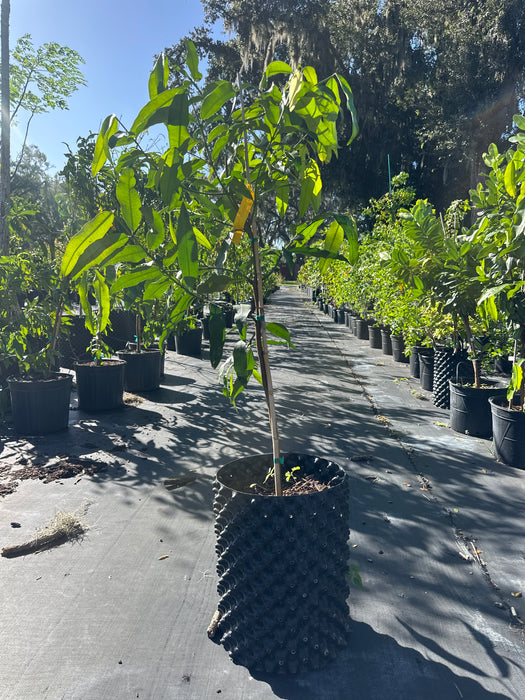 Achacha Tree