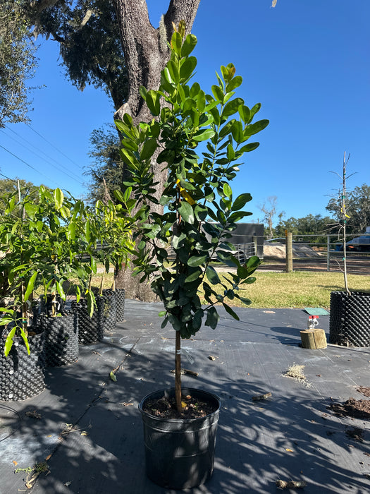 Bay Rum Tree