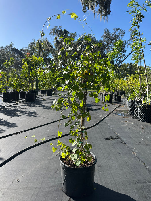 Grape Delicious Black Muscadine Hybrid