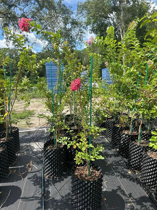 Crape / Crepe Myrtle 4 Varieties