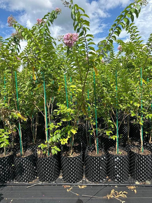 Crape / Crepe Myrtle 4 Varieties